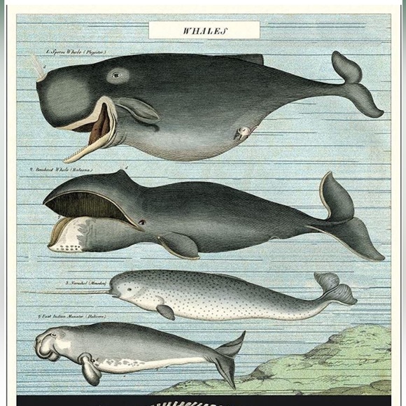 🐋 Cavallini & Co. Whales Vintage Image Chart Poster - NWT - Picture 4 of 8